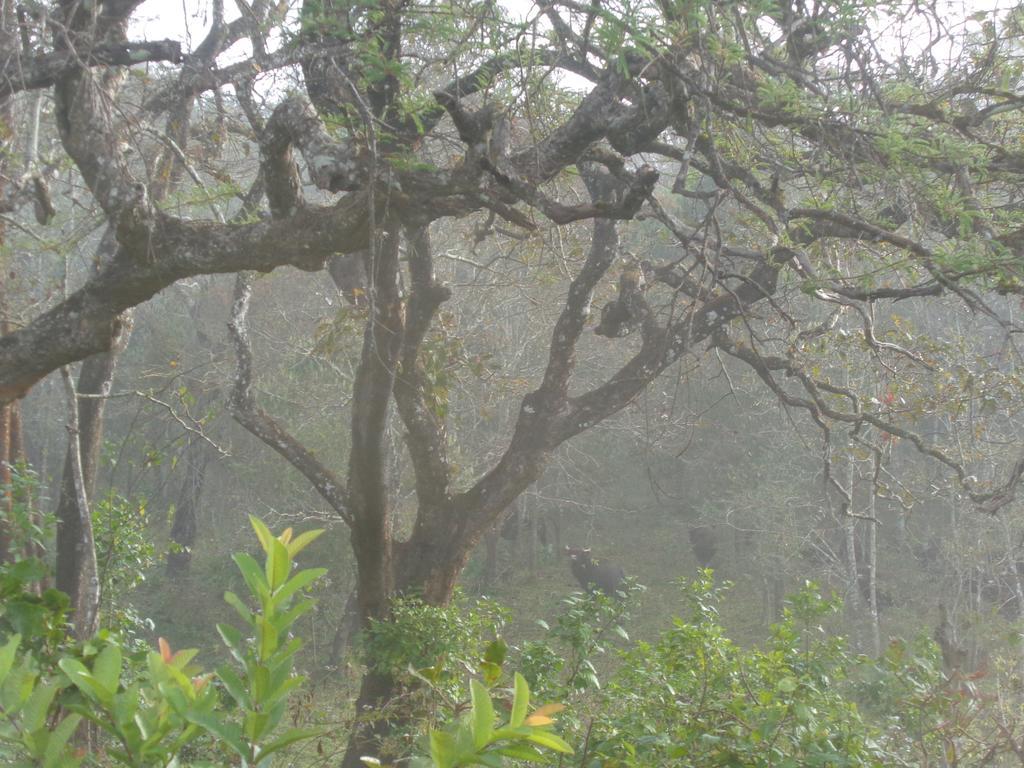 Jungleparadiso Homestay Thekkady Luaran gambar