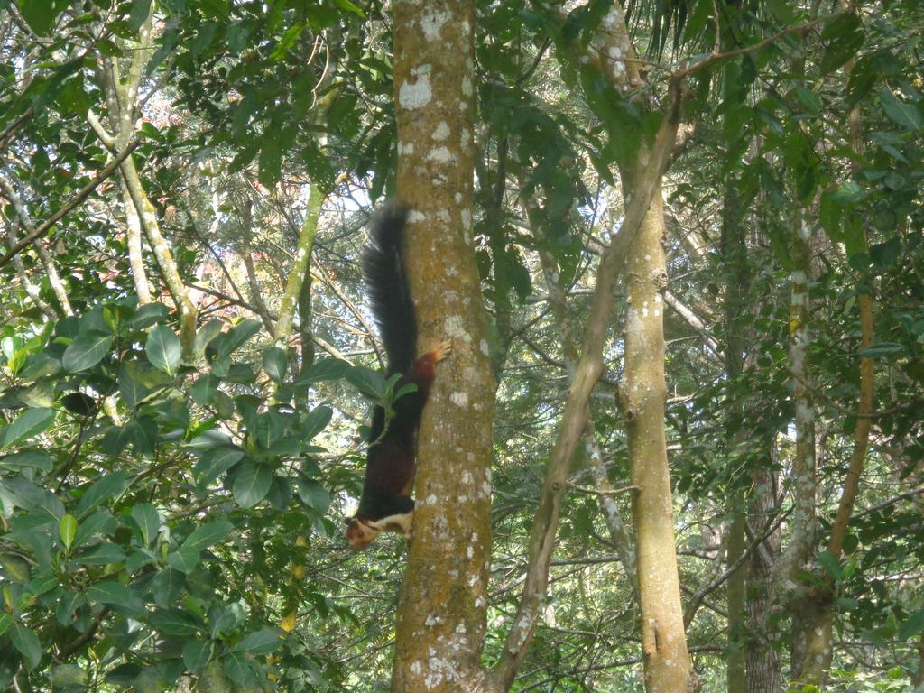 Jungleparadiso Homestay Thekkady Luaran gambar