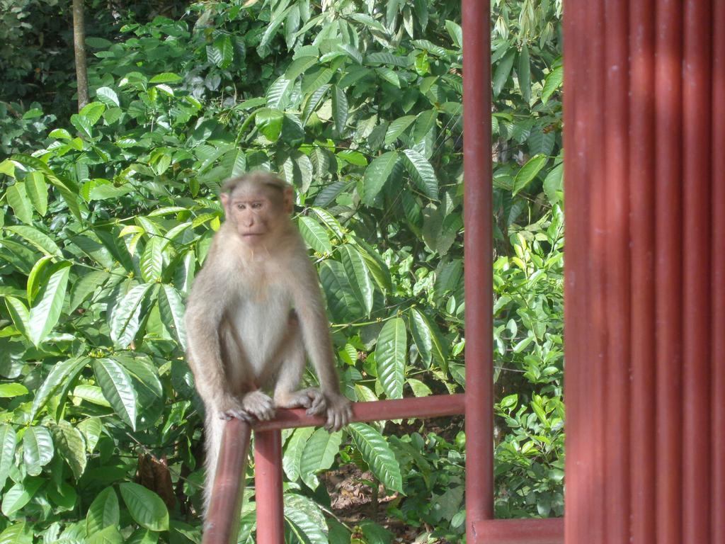 Jungleparadiso Homestay Thekkady Luaran gambar